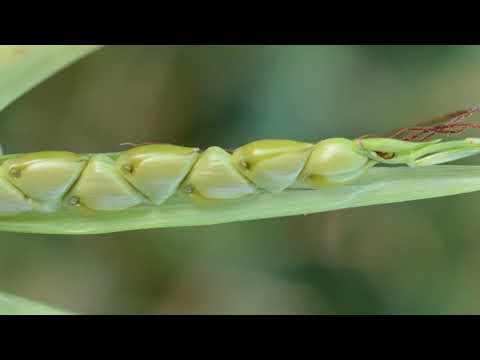 Corn Domestication | Colorado Field Crop Tour