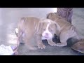 English Bulldog dogs for sale: Scarlett - Video 1