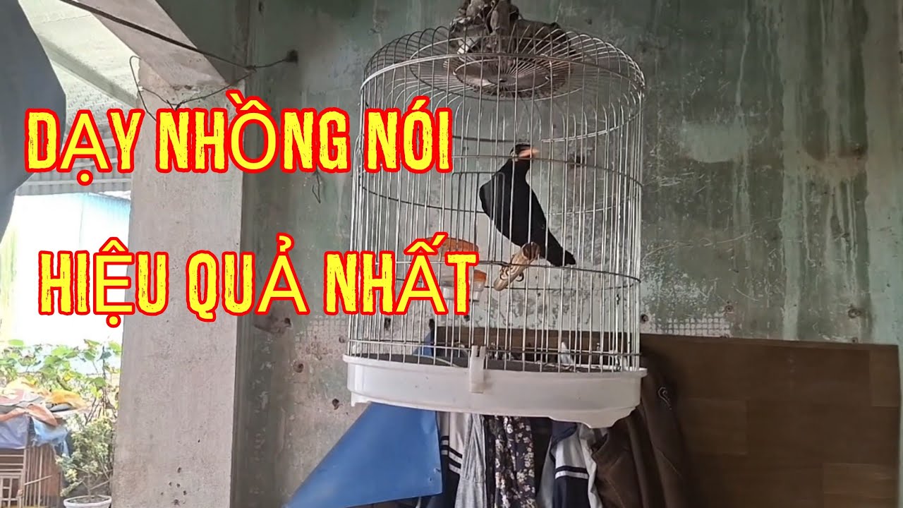 Cách dạy nhồng nói hiệu quả nhất với phương pháp này.