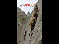 Goat steep up the 🙏❤️😍🌸mountain #goat #goatrip #goatclimb