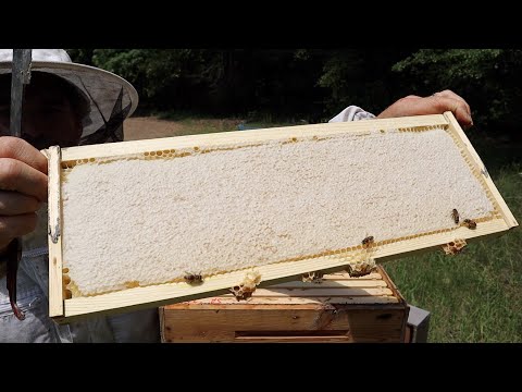 Honey Harvest 2021!