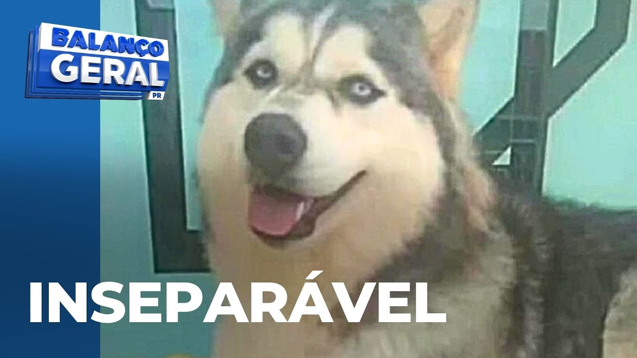 Dia de finados: cão escapa de casa e é encontrado ao lado do túmulo do tutor