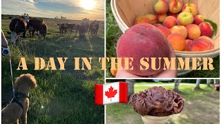 カナダの田舎での夏の日 | 誕生日サプライズ | 桃狩り| #カナダ #国際カップル #永住