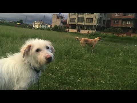 bekcha -  Kya Hai Irada Tera?  [Official Audio Release]