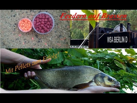 Feedern auf Brassen mit Pellets + Livebisse!