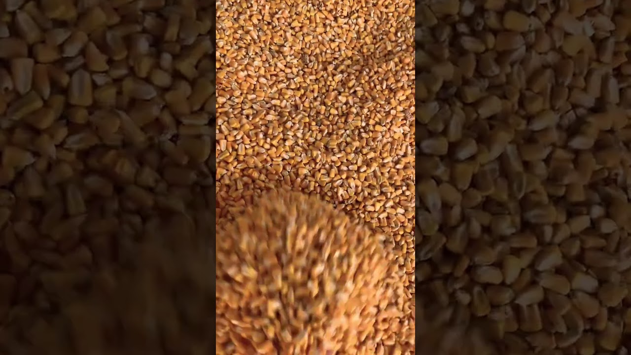 Happy fall y’all!!! Stay tuned for full pumpkin patch video.