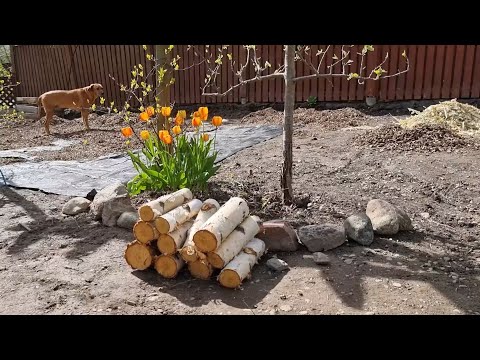 Köksträdgården i mitten av maj