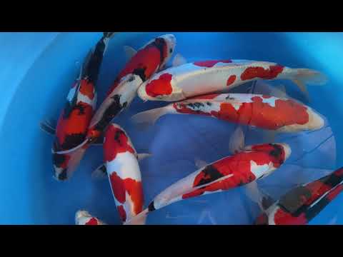 202110 SP-A515 Sakazume Nisai Selected D Showa D Yamato Mix 35-40cm WYSIWYG