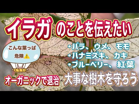 堆肥中の虫の出現を避ける 大きな白い土の甲虫 金色の甲虫 煙