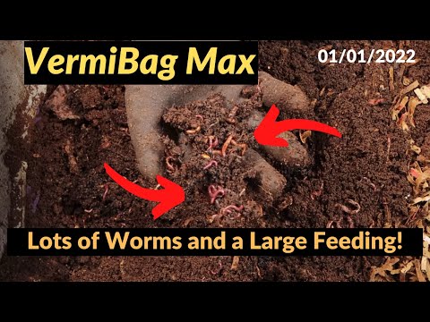 Vermibag Max - Worms swarming and Large Feeding 01/01/2022