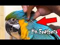 Blue And Gold Macaw Loves It When I Do This