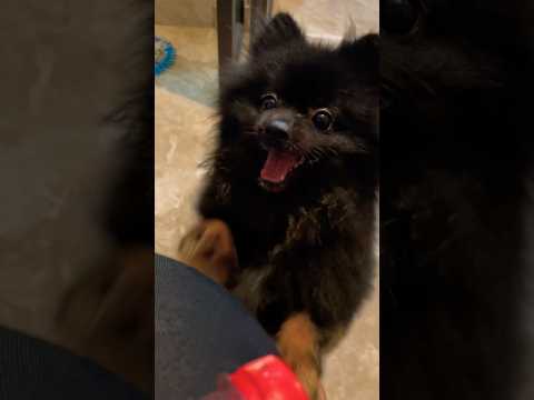 #love #dog #doglover #toypom #blackpomeranian #youtubeshorts