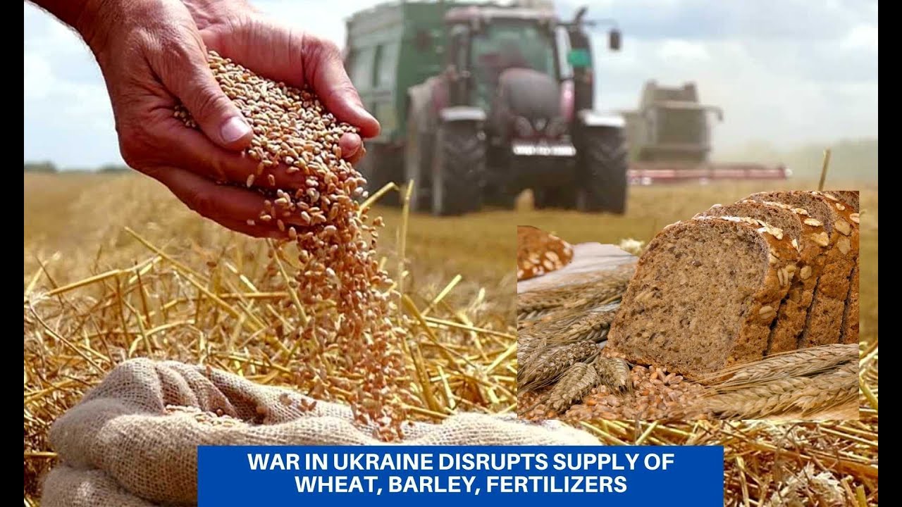 War in Ukraine disrupts supply of wheat, barley, fertilizers