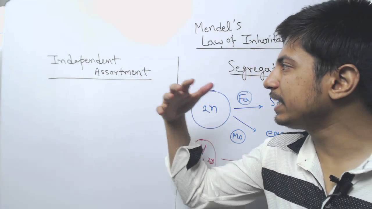 Law Of Segregation and Independent Assortment