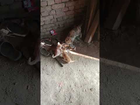 My 3 baby cat 🐱 with mom  #shorts