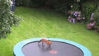 Baby fox on a trampoline