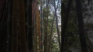 #shorts#bamboo #pinetree #wildferns Pine Trees,bamboo and Ferns in the forest