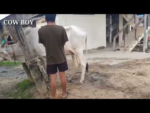 How Do Cows Mate