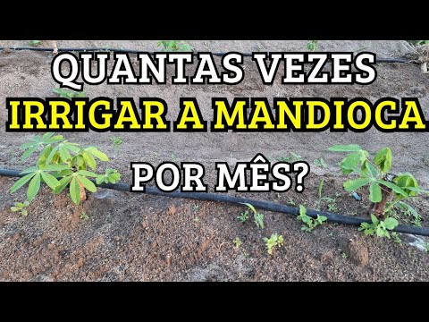 QUANTAS VEZES IRRIGAR A MANDIOCA /MACAXEIRA POR MÊS?