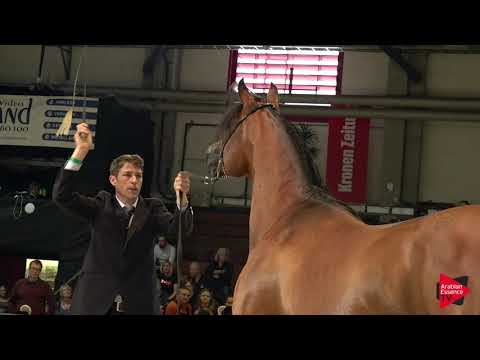 N 78 ELSHAAN   Wels 2019   Stallions 4 to 6 years old Class 11