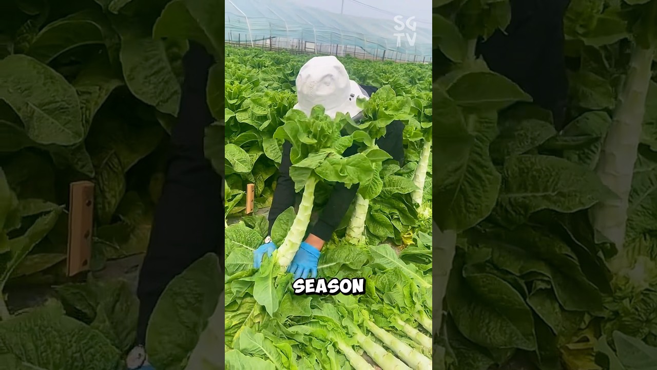 Chinese farmers grow this lettuce just for the stems