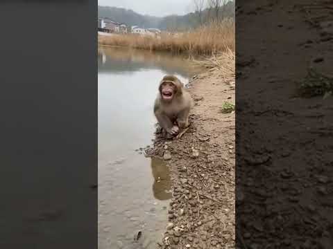 Monkey Panics From Tiny Attacker! #shorts #wildlife #funny #animalshorts #monkey