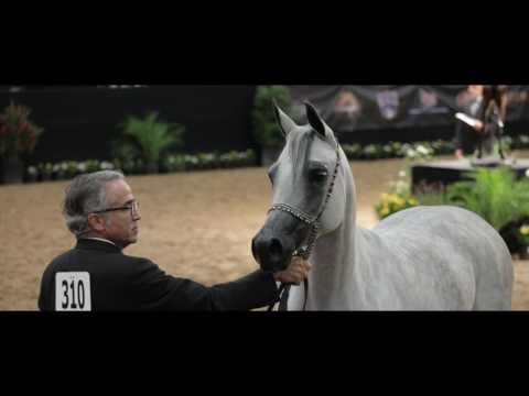 Ghazala Al Shahania - Las Vegas 2017