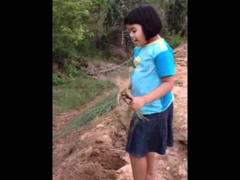 กว่าแรงชายปราบ แพะนมแรง