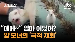 메에~ 엄마 어딨어? 양 모녀의 '극적 재회' #글로벌픽 / JTBC 사건반장