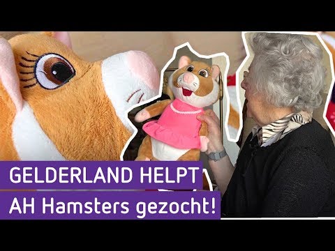 AH Hamsters gezocht! | Gelderland helpt