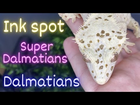 EVERYTHING you NEED to know about DALMATIAN CRESTED GECKOS!!