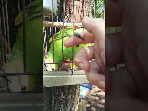 El Genaro #casagrande #cordoba #loros