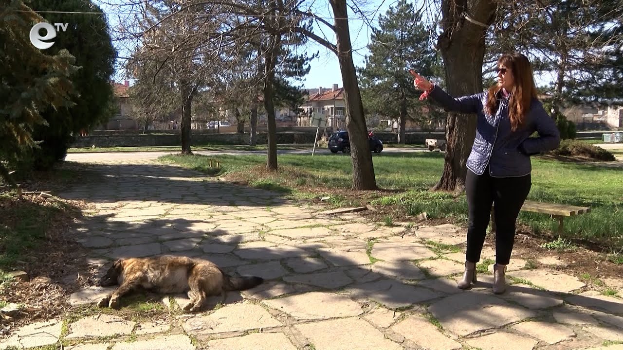 Полицията разследва масово натравяне на улични животни в хасковското село Книжовник