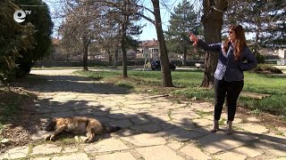 Полицията разследва масово натравяне на улични животни в хасковското село Книжовник