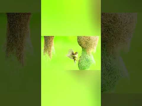 Beautiful Montezuma oropendula Bird #fotografia #bird #fight #india #sudipto #wildlife #fotografia