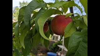 How to care for your new peach tree and keep the squirrels from eating your peaches