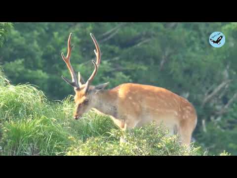園芸 鹿の角、ヘラジカの角