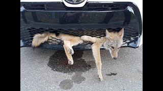 Холодная зима 21-го. Сдача на Права Вождения и обледенение. Так охотятся только псы !!!