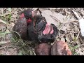 Kola Nuts From A Cola Tree