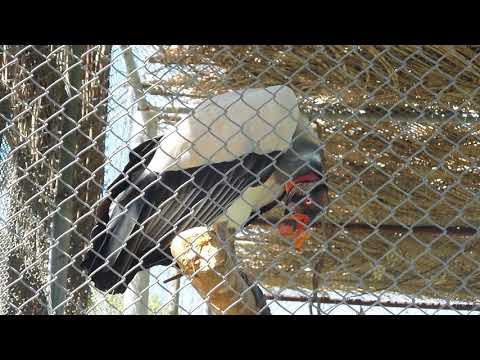 Urubu rei no Zoologico Sargento Prata Fortaleza-Ce 2018