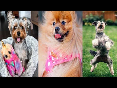 Trending dog reels 2022, Dogs reels hashtags, Reels dog videos, Funny dog reels, Dog Voice over Inst