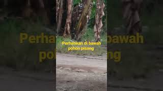 Download lagu penampakan di siang hari, short viral, mp3