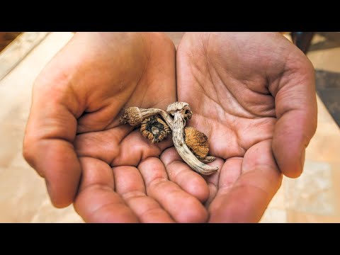 I Visited a Magic Mushroom Town in Mexico