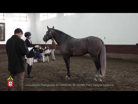 210202 5 Mito da Hermida - Aprovação de Garanhões