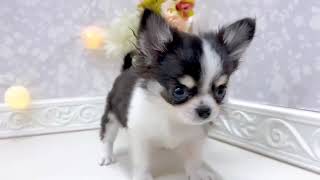 チワワ（ロング）の動画01