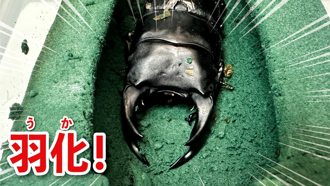 デカすぎるオオクワガタが生まれました