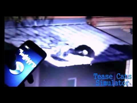 Tease Cat Provocation Fighting Video