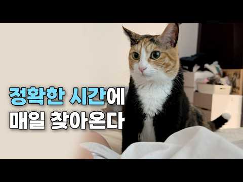 매일 아침 7시 반이면 찾아오는 고양이.. 그리고 길고양이를 위한 작은 일을 시작해볼까 합니다