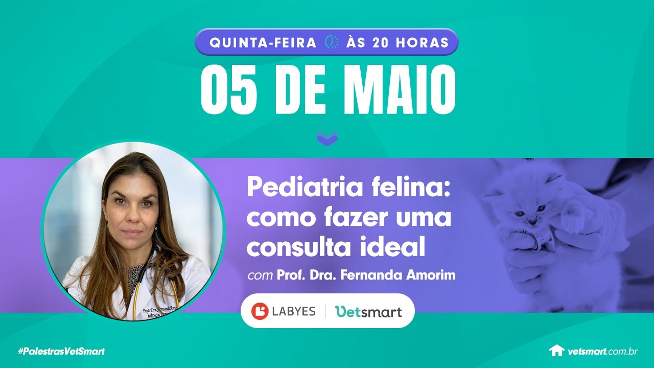 Pediatria felina: como fazer uma consulta ideal