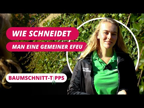 Wie schneidet man einen Gemeiner Efeu? | BaumSchnitt-Tipps #11
